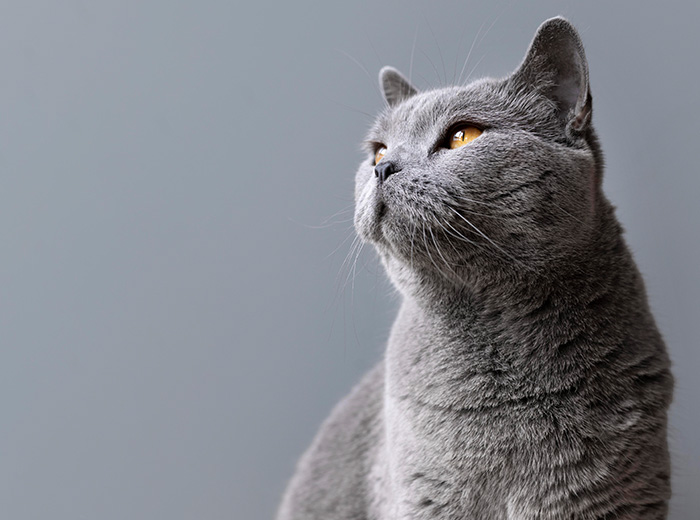 Purina